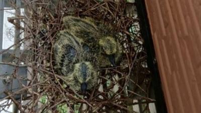キジバトのヒナを見守り中☺
