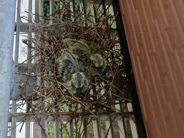 まだフワフワ🐤