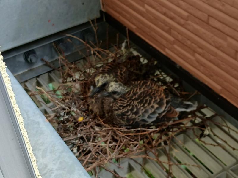 大きくなりました🐦